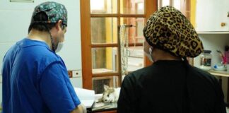 Realizan tercer operativo de esterilización felina en Rucapequén