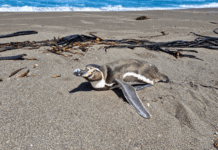 Pingüinos, lobos marinos y otras especies: qué hacer al encontrar fauna silvestre en problemas