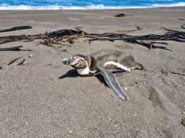 Pingüinos, lobos marinos y otras especies: qué hacer al encontrar fauna silvestre en problemas