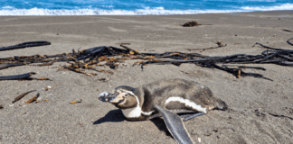 Pingüinos, lobos marinos y otras especies: qué hacer al encontrar fauna silvestre en problemas