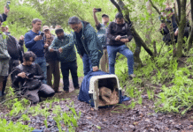 Güiña vuelve a su hábitat tras ser rehabilitado en Centro de Rescate de Hacienda Cauquenes