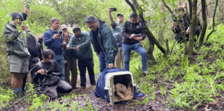 Güiña vuelve a su hábitat tras ser rehabilitado en Centro de Rescate de Hacienda Cauquenes