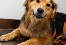 Tras operativo en el río Mapocho, “Morocho” se recupera en Veterinaria Municipal y busca hogar