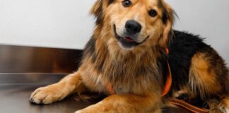 Tras operativo en el río Mapocho, “Morocho” se recupera en Veterinaria Municipal y busca hogar
