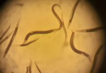 Nematodos: los pequeños habitantes del suelo que aportan a la agricultura y los ecosistemas
