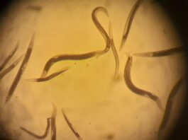 Nematodos: los pequeños habitantes del suelo que aportan a la agricultura y los ecosistemas
