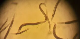 Nematodos: los pequeños habitantes del suelo que aportan a la agricultura y los ecosistemas