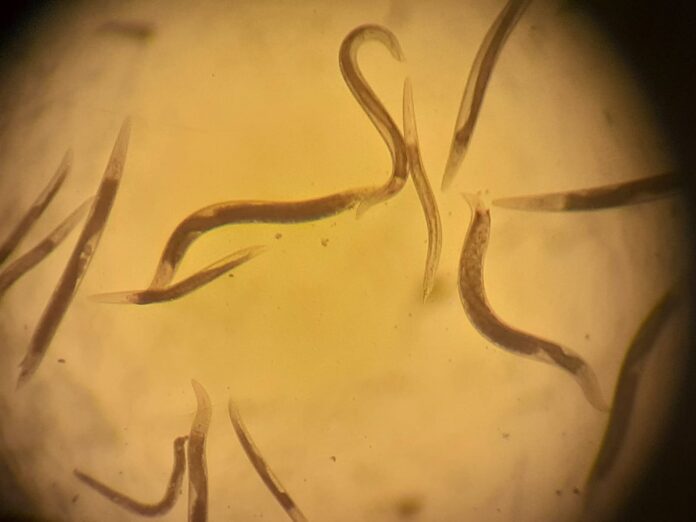 Nematodos 2 (1)