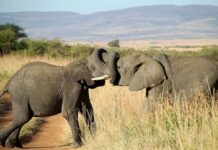 Trompas, orejas y miradas: identifican 41 gestos que usan los elefantes africanos para comunicarse
