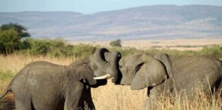 Trompas, orejas y miradas: identifican 41 gestos que usan los elefantes africanos para comunicarse