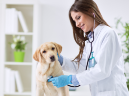 71 años de historia: ¡Hoy el Colegio Médico Veterinario (Colmevet) está de aniversario¡