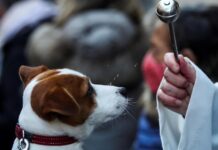 Día Mundial de los Animales: Cardenal Fernando Chomalí hará bendición online de mascotas este domingo