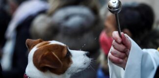 Día Mundial de los Animales: Cardenal Fernando Chomalí hará bendición online de mascotas este domingo
