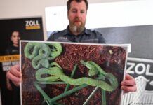Mexicano trató de ingresar a Alemania con más de 90 animales exóticos