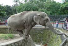 Hacen llamado a las autoridades para velar por el bienestar de los elefantes del zoo del Cerro San Cristóbal, a causa de la instalación de nueva estación del Teleférico