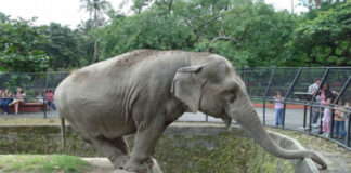 Hacen llamado para velar por el bienestar de los elefantes del Zoo Nacional, a causa de la instalación de estación del Teleférico
