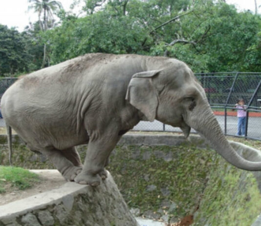 Hacen llamado para velar por el bienestar de los elefantes del Zoo Nacional, a causa de la instalación de estación del Teleférico
