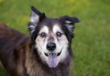 La Corte Constitucional de Colombia prohíbe el sacrificio de animales por «vejez extrema»