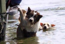 Presentan proyecto de ley para incluir la dimensión animal ante emergencias y catástrofes