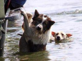 Presentan proyecto de ley para incluir la dimensión animal ante emergencias y catástrofes