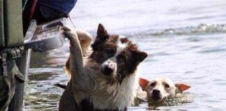 Presentan proyecto de ley para incluir la dimensión animal ante emergencias y catástrofes