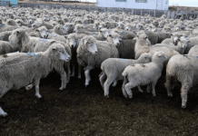 Mes del médico veterinario: Colmevet Magallanes destaca el aporte del profesional en el desarrollo y funcionamiento de la zona