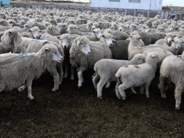 Mes del médico veterinario: Colmevet Magallanes destaca el aporte del profesional en el desarrollo y funcionamiento de la zona