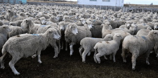 Mes del médico veterinario: Colmevet Magallanes destaca el aporte del profesional en el desarrollo y funcionamiento de la zona